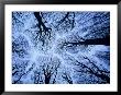 Winter View Of Canopy, Jasmund National Park, Island Of Ruegen, Germany by Christian Ziegler Limited Edition Print