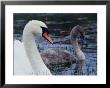 Mute Swan With Cygnet, Ireland by Gareth Mccormack Limited Edition Print