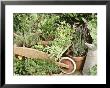 Herbs In Pots Rosemary/Bay/Marjoram Sage, Wheelbarrow & Metal Jug by Lynne Brotchie Limited Edition Print