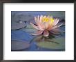 Nymphaea Odorata Rosea (Waterlily, Hardy Group), A Pink Flower With Reflection And Round Leaves by Hemant Jariwala Limited Edition Pricing Art Print