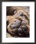 African Lion, Pads, Tanzania by Owen Newman Limited Edition Print