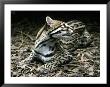 Secretive Ocelot Rests In The Understorey On Forest Leaf Litter, Melbourne Zoo, Australia by Jason Edwards Limited Edition Pricing Art Print