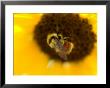 Sunflower And Bumble Bee In Eastern Montana by Joel Sartore Limited Edition Pricing Art Print