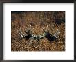 Bull Moose Lifts Its Head To Smell, Alaska by Michael S. Quinton Limited Edition Print