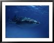 Whale Shark, With Swimmers, W. Australia by Gerard Soury Limited Edition Print