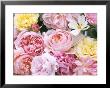 Mixed Roses, Rosa Souvenir De La Malmaison, Rosa Ausham & Rosa Ausblush by Linda Burgess Limited Edition Pricing Art Print