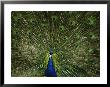 A Male Peacock Displays His Plumage by Joel Sartore Limited Edition Pricing Art Print