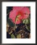 Chameleon On A Hibiscus In A Key West Garden by Justin Locke Limited Edition Print
