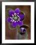 Hepatica And Bud, Lapeer, Michigan, Usa by Claudia Adams Limited Edition Print