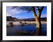 Tree Standing In Frozen Pond With Monadhliath Mountains In Background, Kingussie, United Kingdom by Andrew Parkinson Limited Edition Print