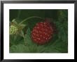 A Ripe Red Salmon Berry Lies On A Leaf Next To A Green Immature Berry by George F. Mobley Limited Edition Pricing Art Print