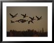Canada Geese Fly In A Group Through A Goose Sanctuary by Raymond Gehman Limited Edition Print
