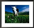 A Horse Sniffs At A Patch Of Wildflowers by Raymond Gehman Limited Edition Print
