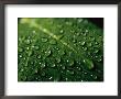 Water Drops And Droplets On A Leaf by Taylor S. Kennedy Limited Edition Print