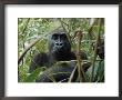 A Once Capitve Gorilla Is Now Flourishing One Of Gabons New Parks by Michael Nichols Limited Edition Print