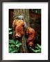 Western Gray Squirrel Atop Carved Raccoons by Yvette Cardozo Limited Edition Print