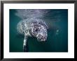 Manatees, Crystal River Nw Refuge, Fl by Frank Staub Limited Edition Print