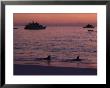Cruise Ships And Sea Lions, Galapagos Islands by Ernest Manewal Limited Edition Print