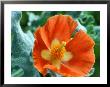 Glaucium Corniculatum, Close-Up Of Orange Flower Head by Chris Burrows Limited Edition Print