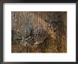 Door Lock, Vogo Stave Church, Vagamo, Norway by Russell Young Limited Edition Print