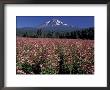 Trout Lake, Mt. Adams With Echinacea Flower Field, Washington, Usa by Jamie & Judy Wild Limited Edition Print