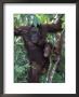 Orangutan Mother And Baby In Tree, Tanjung National Park, Borneo by Theo Allofs Limited Edition Print
