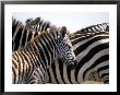 Black And White Stripe Pattern Of A Plains Zebra Colt, Kenya by William Sutton Limited Edition Print