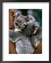 Koala With Baby (Phascolarctos Cinereus), New South Wales, Australia by Mark Newman Limited Edition Pricing Art Print