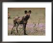 Cape Hunting Dog In Chobe National Park by Beverly Joubert Limited Edition Print