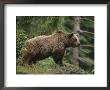 Portrait Of A Brown Bear by Norbert Rosing Limited Edition Print