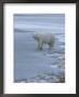 A Polar Bear Stepping Onto Ice From Land by Tom Murphy Limited Edition Pricing Art Print