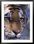 Tiger, Panthera Tigris by Mark Newman Limited Edition Pricing Art Print