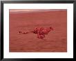 Cheetah In Africa by John Dominis Limited Edition Print