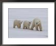 Polar Bears, Churchill, Manitoba by Keith Levit Limited Edition Print
