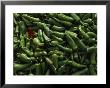 Single Red Pepper Surrounded By Green Peppers by James L. Stanfield Limited Edition Pricing Art Print