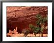 Anasazi Antelope House Ruin And Cottonwood Trees, Canyon De Chelly National Monument, Arizona, Usa by Alison Jones Limited Edition Pricing Art Print