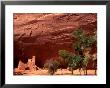 Anasazi Antelope House Ruin And Cottonwood Trees, Canyon De Chelly National Monument, Arizona, Usa by Alison Jones Limited Edition Print