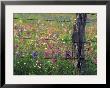 Fence Post And Wildflowers, Lytle, Texas, Usa by Darrell Gulin Limited Edition Print