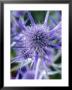 Eryngium Bourgatii (Sea Holly), Close-Up Of Flower by Chris Burrows Limited Edition Print