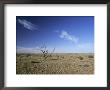 Arid Landscape, The Outback, South Australia, Australia by Mark Mawson Limited Edition Pricing Art Print