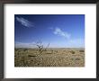 Arid Landscape, The Outback, South Australia, Australia by Mark Mawson Limited Edition Print