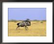 Blue Wildebeest, Connochaetes Tauvinus, Chobe National Park, Savuti, Botswana, Africa by Thorsten Milse Limited Edition Pricing Art Print