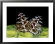 Christmas Tree Worm, Belize, Caribbean by Mark Webster Limited Edition Pricing Art Print