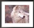 Close-Up Of Gray Wolf, Near Zion National Park, Ut by Elizabeth Delaney Limited Edition Print