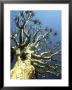 Quiver Tree Aloe Dichotoma, South Africa by William Gray Limited Edition Print