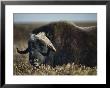 A Muskox by Lowell Georgia Limited Edition Print