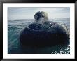 A Right Whale Surfaces by Bill Curtsinger Limited Edition Print