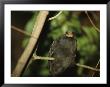 Rare Micronesian Megapode Bird Perched On A Tree Limb by Tim Laman Limited Edition Pricing Art Print