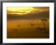 Two Common Zebra Walking Across The Plains At Sunset (Equus Quagga) by Roy Toft Limited Edition Print