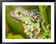 Green Iguana, Belize by Tim Laman Limited Edition Pricing Art Print